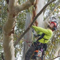 Professional Tree Trimming Services: Keeping Sydney Trees Healthy and Safe