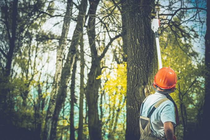 Professional Tree Pruning in Sydney: The Science Behind a Healthier Tree

