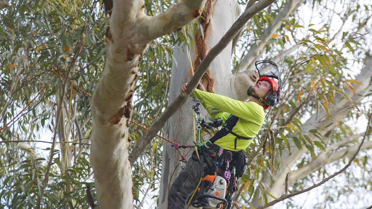 Professional Tree Trimming Services: Keeping Sydney Trees Healthy and Safe