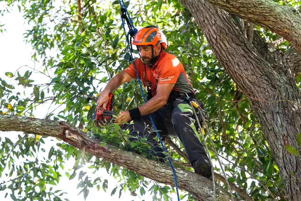 Professional Arborist Services in Sydney: Expert Tree Assessment, Reports and Care

